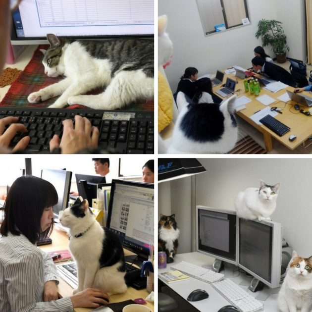 Journée du chat : chat travaille !